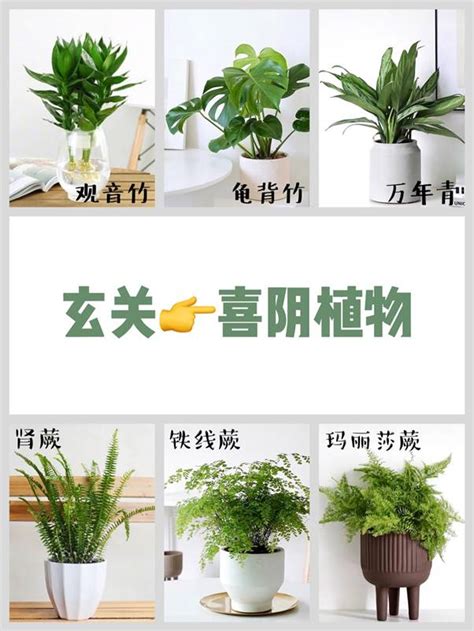 圓形盆栽|室內盆栽推薦：9 種裝點居家空間的植物選擇 